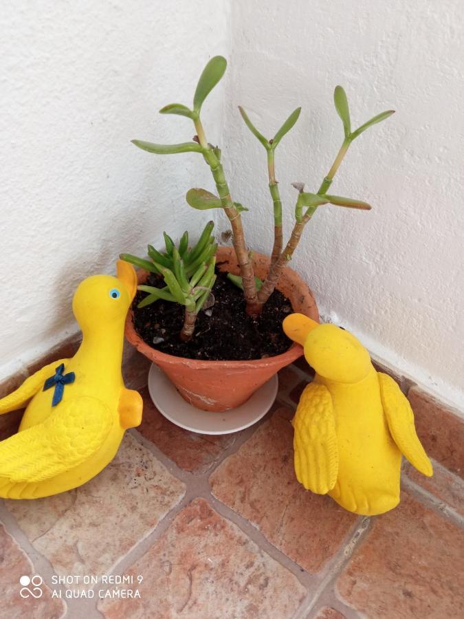 Casa Avo T1 Daire Dış mekan fotoğraf